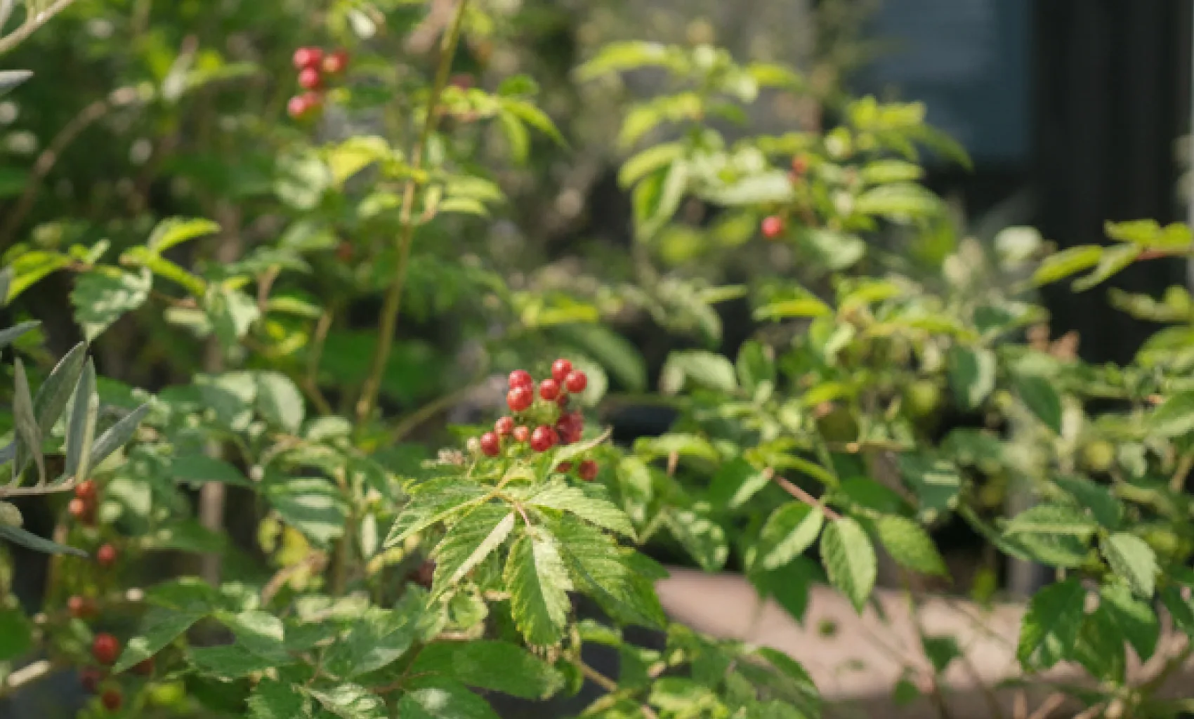 Natulife Homes｜小屋「hütte.（ヒュッテ）」