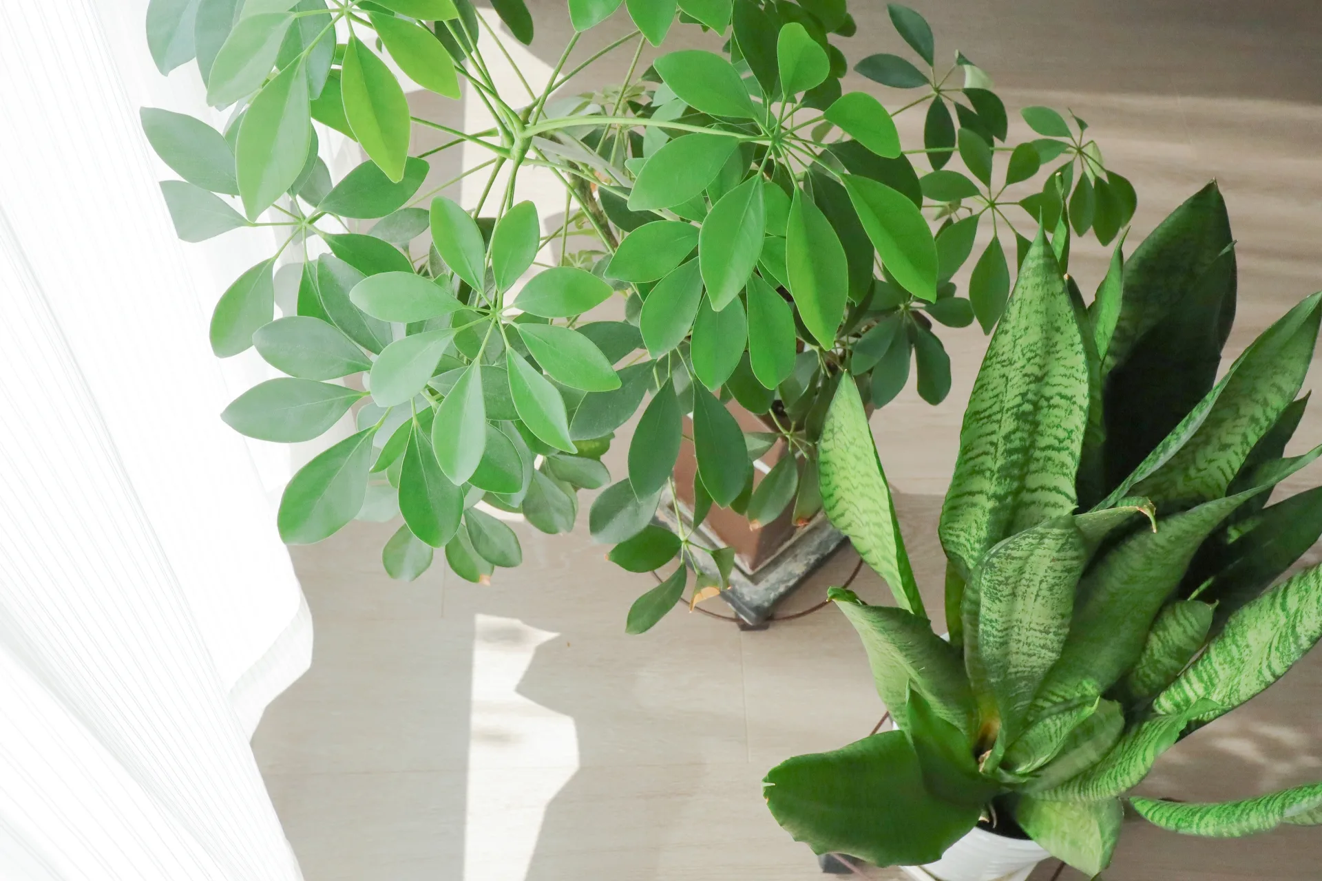 アレルギー・アトピーと住まいの関係とは？